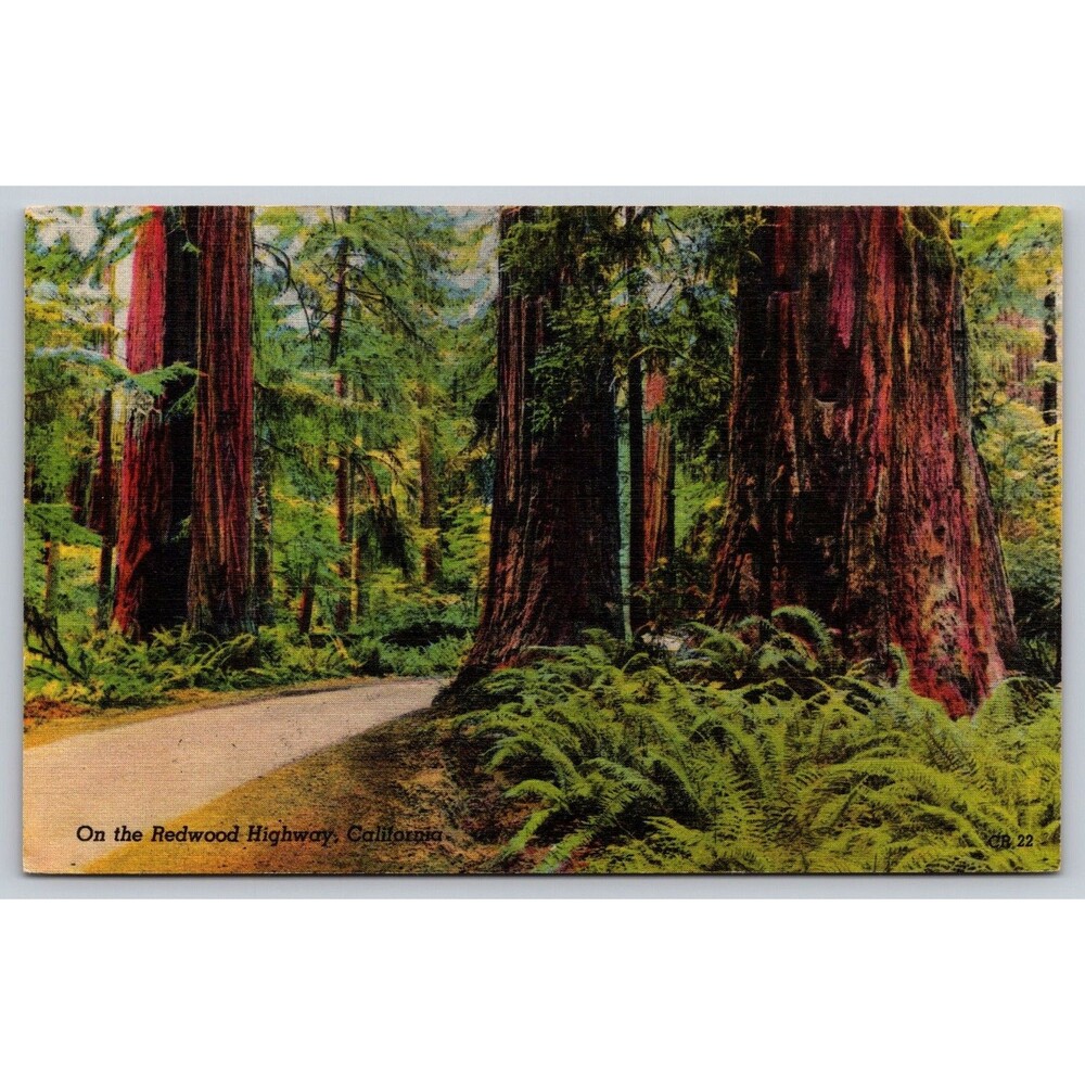 Vintage Postcard On The Redwood Highway California Giant Sequoia Trees CA CR22
